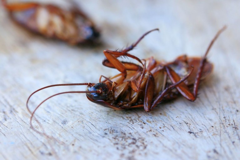 Comment se débarrasser des blattes – Solution naturelle et professionnelle Ô Punaise