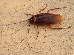 Exterminateur blattes prix – Intervention professionnelle Ô Punaise