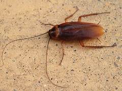 Exterminateur blattes prix – Intervention professionnelle Ô Punaise