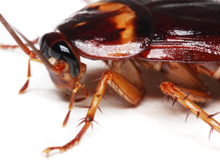 Entreprise désinsectisation cafards – Traitement naturel et certifié Ô Punaise