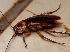 Odeur qui repousse les blattes – Solutions naturelles et traitement Ô Punaise