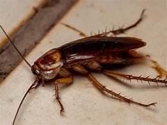 Odeur qui repousse les blattes – Solutions naturelles et traitement Ô Punaise