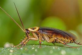 Fumigène contre cafards – Limites et alternative naturelle Ô Punaise