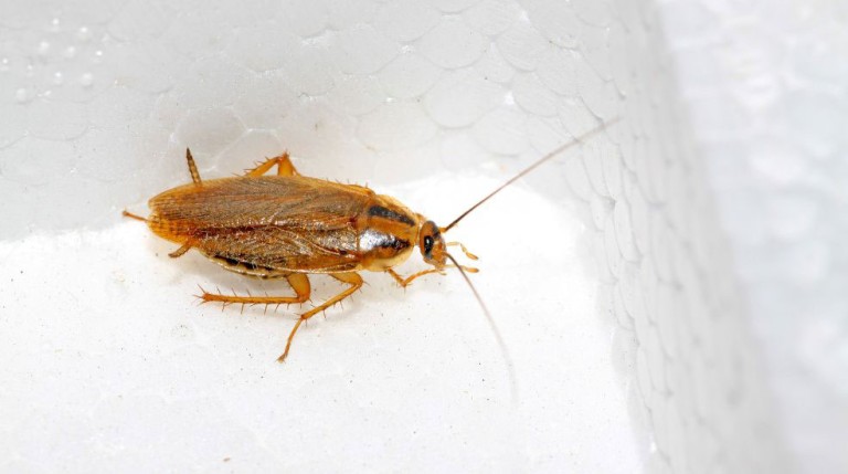 Piège à blattes efficace – Solutions naturelles et professionnelles Ô Punaise