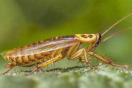 Terre de diatomée cafard – Astuce naturelle et solution professionnelle Ô Punaise