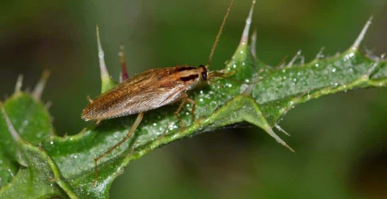 Vinaigre blanc contre cafards – Astuce maison et solution Ô Punaise