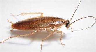 Astuce grand-mère contre cafards – Ô Punaise, solutions naturelles et professionnelles