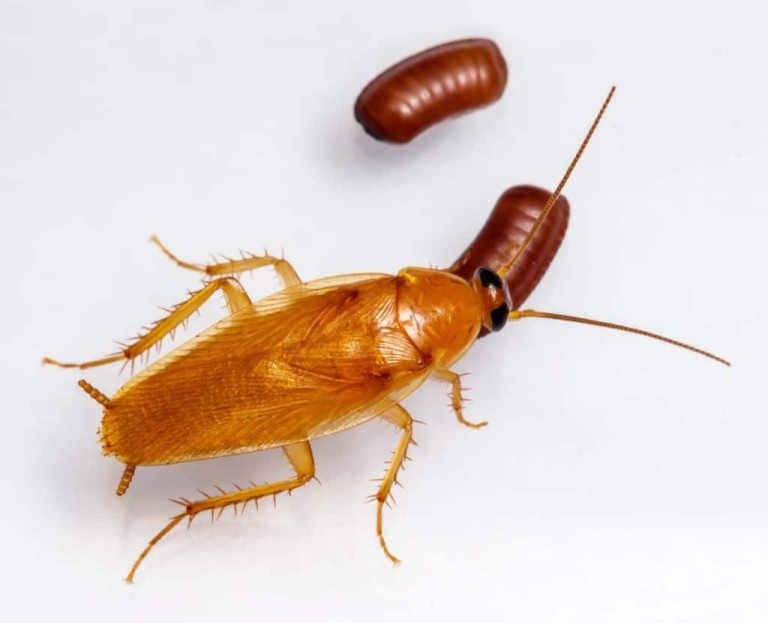 Que faire contre les cafards dans la maison – Ô Punaise, solutions naturelles certifiées