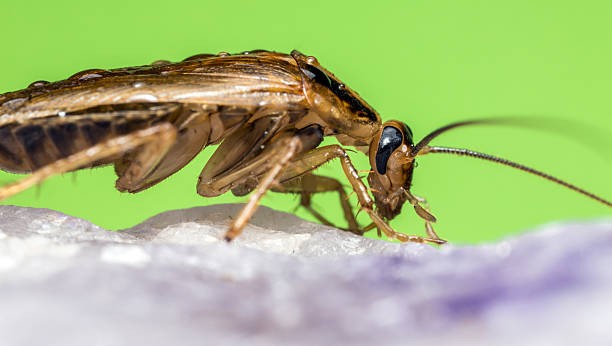 Comment tuer les cafards rapidement – Ô Punaise, solutions naturelles et efficaces