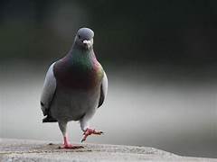 Dépigeonnage à Saint-Étienne-du-Rouvray – ÔPunaise, experts anti-pigeons