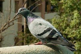 Dépigeonnage à Oissel – ÔPunaise, experts anti-pigeons