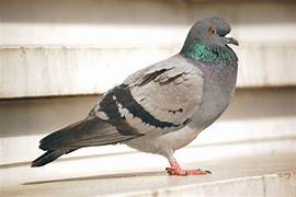 Dépigeonnage à Grand-Couronne – ÔPunaise, experts anti-pigeons