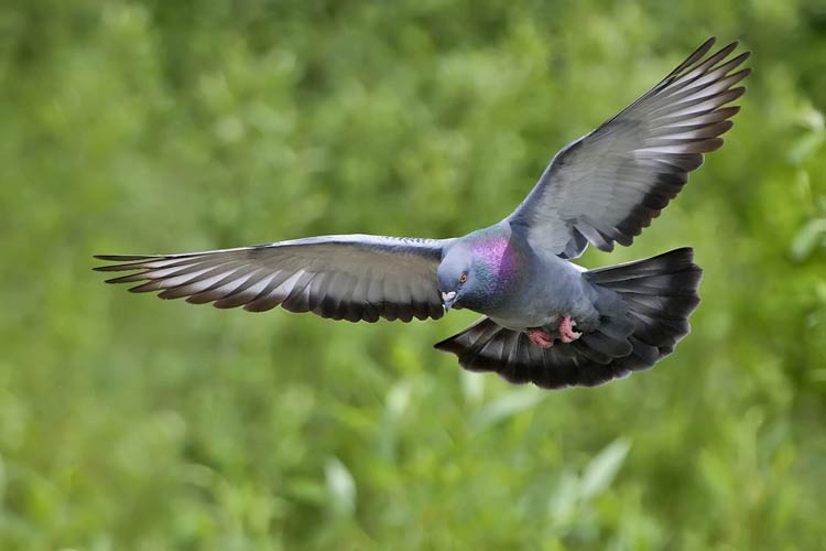 Dépigeonnage à Petit-Couronne – ÔPunaise, experts anti-pigeons