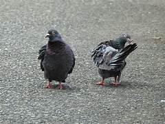 Dépigeonnage à Mont-Saint-Aignan – ÔPunaise, experts anti-pigeons