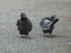 Dépigeonnage à Mont-Saint-Aignan – ÔPunaise, experts anti-pigeons