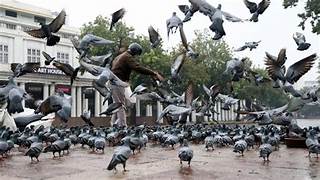 Dépigeonnage à Le Petit-Quevilly – ÔPunaise, solutions anti-pigeons durables