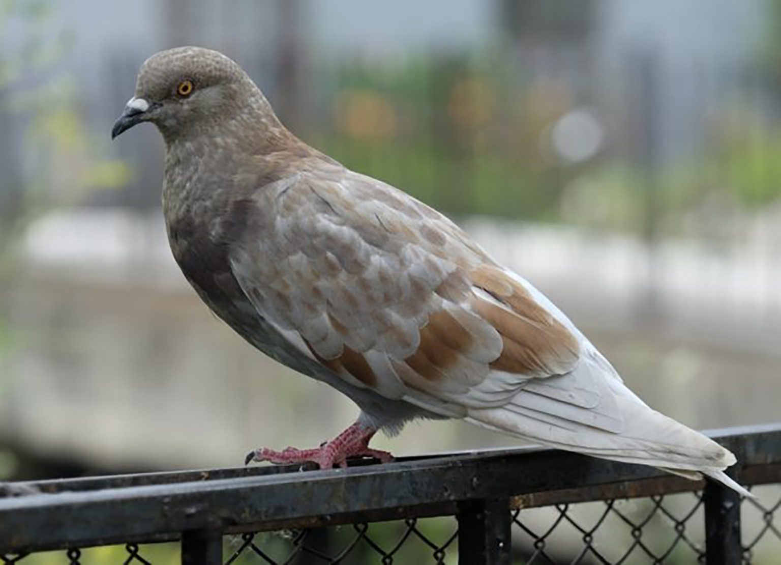 Dépigeonnage à Bihorel – ÔPunaise, experts anti-pigeons certifiés