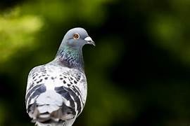 Dépigeonnage à Le Grand-Quevilly – ÔPunaise, experts anti-pigeons
