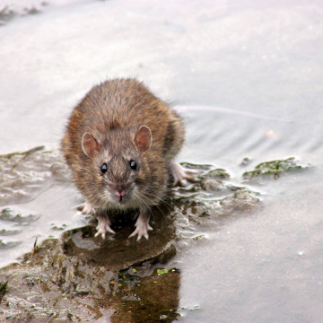 Dératisation de locaux professionnels à Rouen – Service certifié et réglementaire