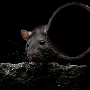 Traitement des rats à Rouen – Solution professionnelle et garantie