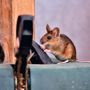 Extermination de rats à Rouen – Intervention urgente 7j/7