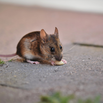 Entreprise de dératisation à Rouen – Intervention certifiée pour particuliers et professionnels