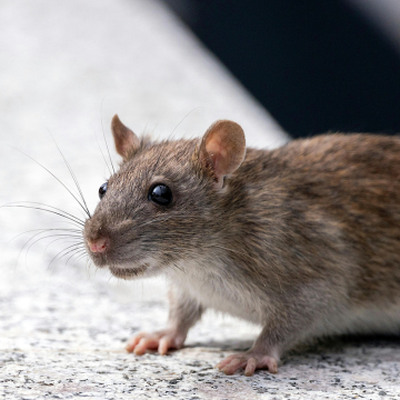 Dératisation à Sotteville-lès-Rouen – Élimination garantie des rats et souris