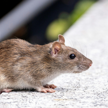 Dératisation à Le Petit-Quevilly – Élimination rapide et sans danger