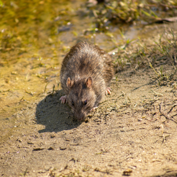 Dératisation à Rouen Rive Gauche – Intervention certifiée et discrète