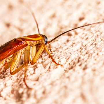 Extermination de blattes à Orléans – Urgence nuisibles 7j/7