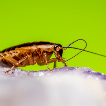 Entreprise de traitement des blattes dans le Loiret (45) – Services professionnels certifiés