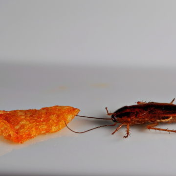 Traitement écologique des blattes à Orléans – Solution saine et garantie