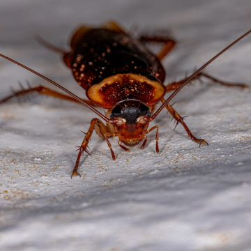 Désinsectisation des blattes à Orléans – Élimination professionnelle et garantie