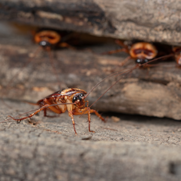 Traitement des blattes à Olivet