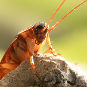 Traitement des blattes à Fleury-les-Aubrais – Désinsectisation professionnelle, rapide et garantie