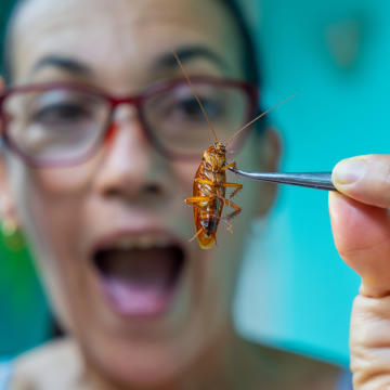 Traitement des blattes à Saint-Jean-de-Braye – Désinsectisation écologique et garantie