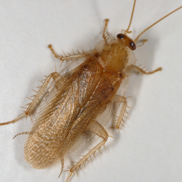 Traitement des blattes à Orléans centre – Désinsectisation rapide et garantie