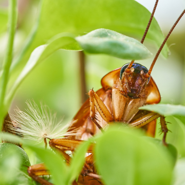 Traitement des blattes à Orléans La Source – Désinsectisation professionnelle et sans danger