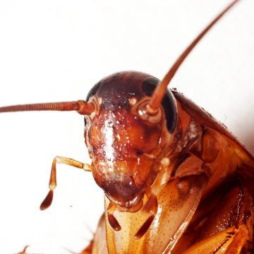 Entreprise de désinsectisation blattes 76 – Services pour professionnels