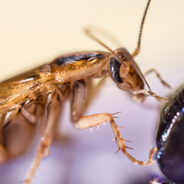 Traitement écologique blattes Rouen