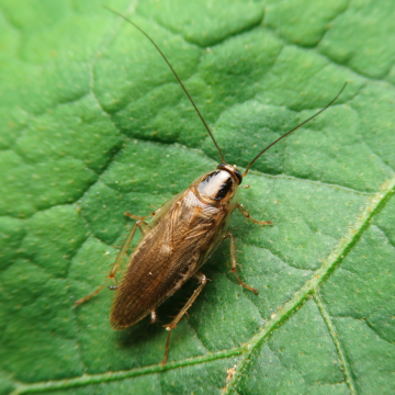 Extermination des blattes à Rouen – Urgence nuisibles