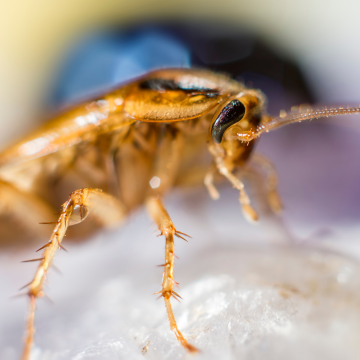 Désinsectisation des blattes à Rouen – Intervention rapide et certifiée