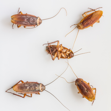 Traitement des blattes à Déville-lès-Rouen – Désinsectisation garantie et sans danger