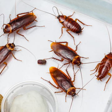Traitement des blattes à Bihorel – Désinsectisation professionnelle et écologique