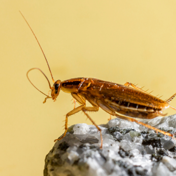 Traitement des blattes à Sotteville-lès-Rouen – Désinsectisation rapide et garantie