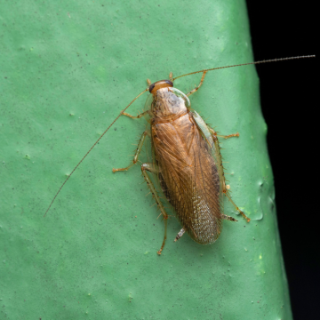Traitement des blattes à Le Petit-Quevilly – Désinsectisation professionnelle