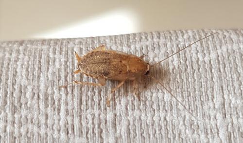 Traitement des blattes à Rouen Rive Droite – Désinsectisation professionnelle et écologique