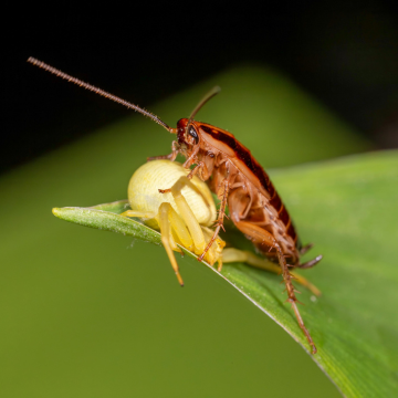 Traitement des blattes à Rouen Centre – Désinsectisation rapide et garantie