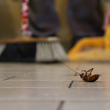 Traitement des blattes à Petit-Couronne (76) – Désinsectisation professionnelle