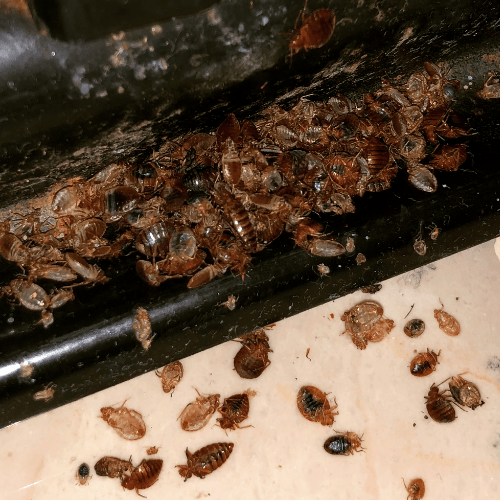 Traitement punaises de lit sans produit à Chartres | ÔPunaise